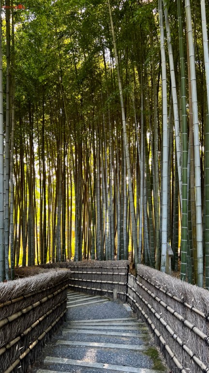 Bosque de bambú en el templo Adashino