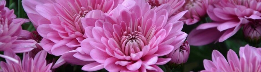 flor de crisantemo