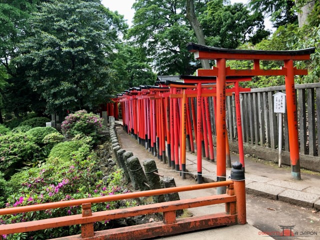 Pasillo de toriis en el Santuario Nezu de Tokio